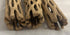 Awesome Aquatic Natural Cholla Wood, 3 Pieces 12” for Shrimp Habitat, Food Treat, Aquarium Decoration