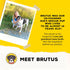 16.9oz (Pack 6) Brutus Beef Bone Broth for Dogs - All Natural Dog Bone Broth with LiquidChondroitin Glucosamine