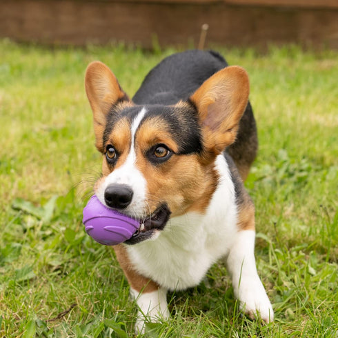 Furhaven 3-Pack 2.5" Squeaky Ball Dog Toys for Small/Medium Dogs, Fetch 'N Fun TPR Squeaky Ball Toy Set