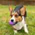 Furhaven 3-Pack 2.5" Squeaky Ball Dog Toys for Small/Medium Dogs, Fetch 'N Fun TPR Squeaky Ball Toy Set