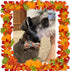 Unique Style Paws 1PCS Dog Bandanas, Washable Cotton Square Bibs for Small Medium Large Dogs and Cats-L