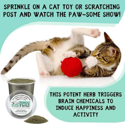 from The Field Fine Ground Stalkless Catnip, Premium USA-Grown, 6 oz Resealable Tub, Non-Toxic
