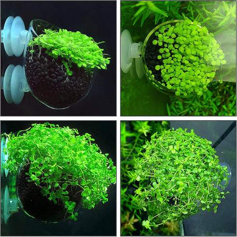 WEAVERBIRD Aquarium Plant Decoration with 2 Suction Cups for Fish Tank, Glass