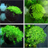 WEAVERBIRD Aquarium Plant Decoration with 2 Suction Cups for Fish Tank, Glass