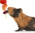 Wild Harvest Fruit Kabobs, 6 Count for Pet Rabbits, Guinea Pigs, Hamsters, Gerbils, Mice, and Rats
