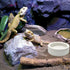 3 Pcs Ceramic Reptile Food Bowl, Triangular Water Feeder for Lizard, Anoles, Bearded Dragons, Hermit Crabs
