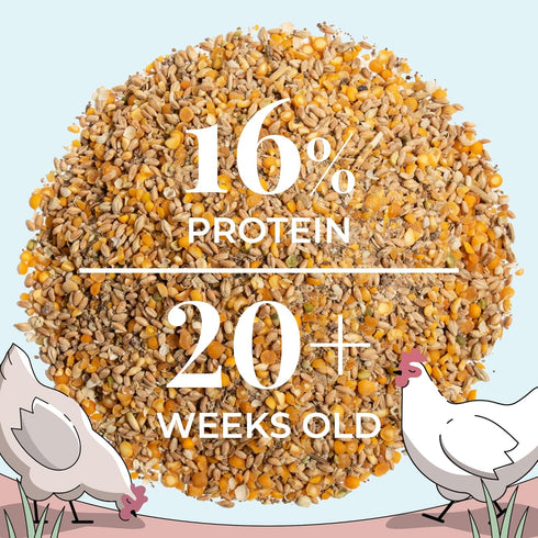 16% 2 lb Mile Four Organic Chicken Feed Layer Whole Grain, Non-GMO, USA Grown, Protein, Corn-Free, Soy-Free