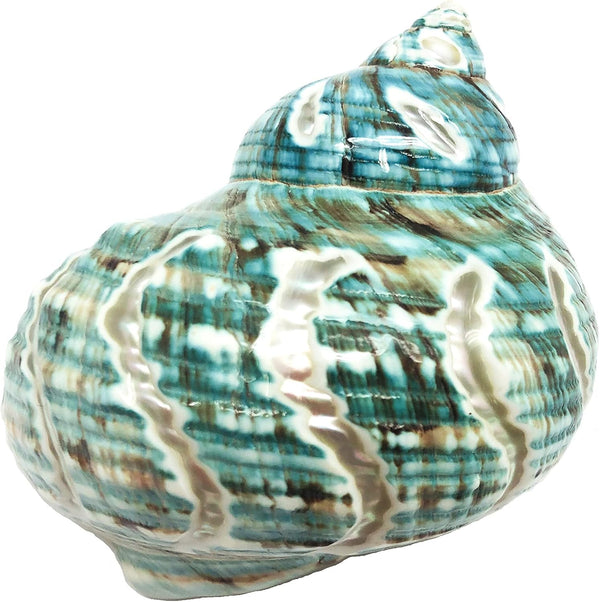 PEPPERLONELY 1 PC Spiral Jade Turbo Sea Shell, Hermit Crab Sea Shells, 3-1/2