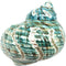 PEPPERLONELY 1 PC Spiral Jade Turbo Sea Shell, Hermit Crab Sea Shells, 3-1/2
