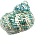 PEPPERLONELY 1 PC Spiral Jade Turbo Sea Shell, Hermit Crab Sea Shells, 3-1/2