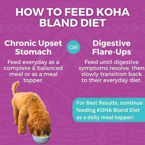 KOHA Limited Ingredient Bland Diet for Dogs, Beef and White Rice Recipe, Sensitive Stomach Wet Dog Food, Pack of 6