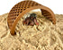 Lucky Critter Hermit Crab Climbing Toy Bridge | Hermit Crab Tank Decor Hide | Decoration Accessories Supplies Toys