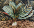 FLmoving Reptile Terrarium Decor Plants,Amphibian Habitat Decor,Artificial Plants for Tank Accessories (Calathea