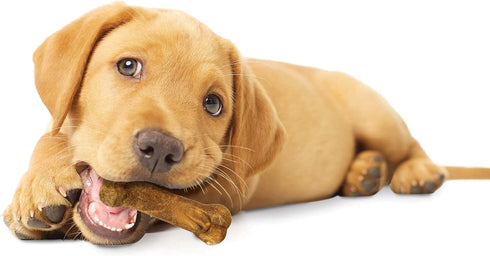 Nylabone Healthy Edibles Natural Puppy Chews, Long Lasting Treats for Puppies, Lamb & Apple Flavor