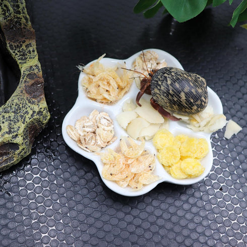 Neeenn 3 Pack Hermit Crab Food Bowl & Water Dish, Ceramic Hermit Crab Feeder Kit, Suitable for Hermit Crab Tarantula