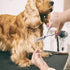 4CR 6 1 Gimars Professional Stainless Steel in Grooming Scissors for Dogs with Safety Round Tip, Heavy Duty Titanium