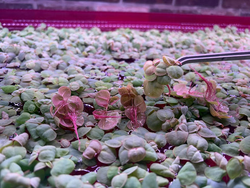 Generic (60+ Red Root Floater Live Aquarium Plants, Phyllanthus Fluitans Leaves)