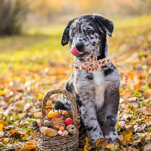Dog Collar with Flower - Thanksgiving Turkey Flower Collar Gift for Large Dogs