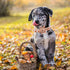 Dog Collar with Flower - Thanksgiving Turkey Flower Collar Gift for Large Dogs