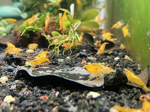 (10 (+1)) Orange Sunkist Shrimps Live Freshwater Shrimp Aquarium Neocaridina Inverts RCS Orange Shrimp Shrimps