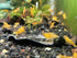 (10 (+1)) Orange Sunkist Shrimps Live Freshwater Shrimp Aquarium Neocaridina Inverts RCS Orange Shrimp Shrimps