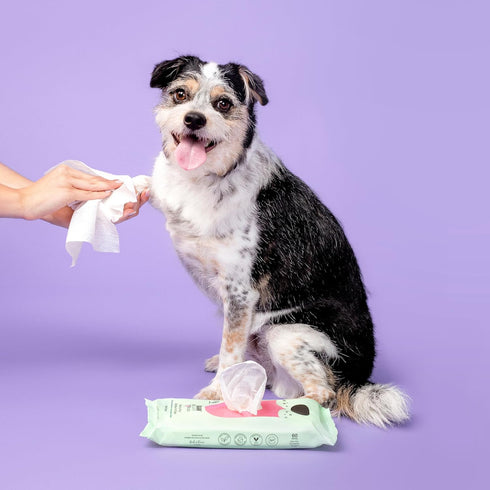 RAW SUGAR Dog Wipes, 3 Pack, 60 Ct - Waterless Pet Grooming Wipes with Chamomile & Aloe Vera for Paws, Coat, Face & Ears