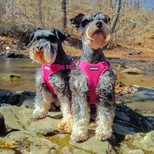 Best Pet Supplies Voyager Adjustable Dog Vest Harness, Breathable No Pull Harness for Small to Large Dogs, Fuchsia