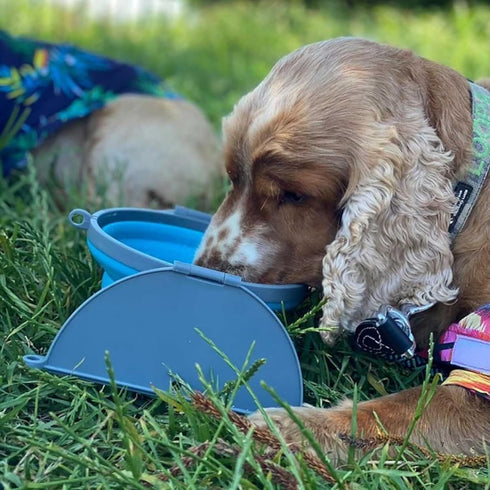 Loving Pets Bella Roma Collapsible Dog Bowls, Silicone Foldable Bowl, Puppy Essentials for Home & Travel, Blue, Small