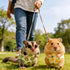 Magnoloran 2PCS Washable Squirrel Diapers - Reusable Small Pet Diapers with Strong Hook and Loop Leak-Proof Urine Wet