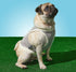 Brass Monkey People Pleaser Dog Tank; Pre-Shrunk Cotton Pet Muscle Tank; Small (16" Chest); Cute Dog Accessories with Eye-Catching Design