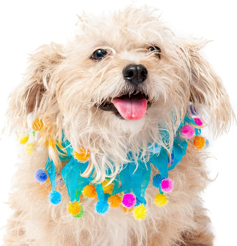 Midlee Blue Birthday Pom Pom Dog Collar (Small)