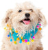 Midlee Blue Birthday Pom Pom Dog Collar (Small)