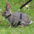 Rabbit Vest Harness and Leash Set, Adjustable Formal Suit Style for Bunny, Kitten, Small Animal Walking (L)