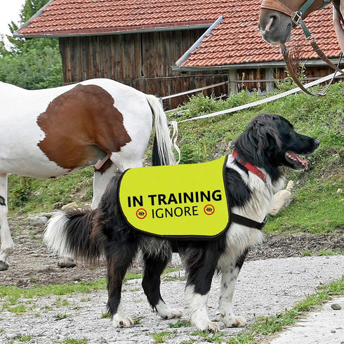 Training Dog Jacket Vest: In Training Ignore Dog Vest with Slogan Warning (Large)