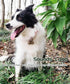 Dog Collar Bell - Loud Cat Bells for Collar, Copper Charm to Save Birds and Wildlife