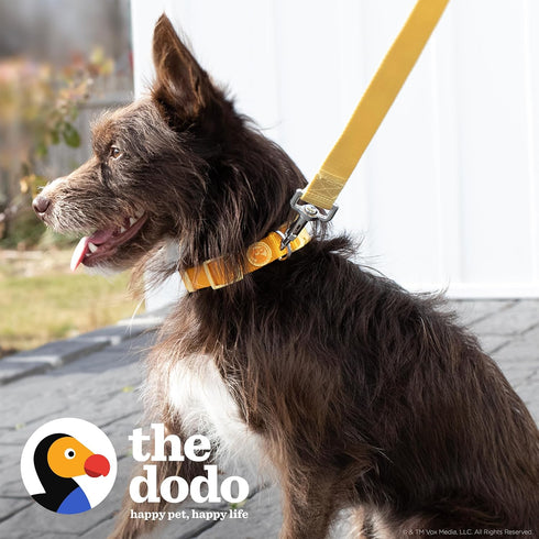 The Dodo All Nylon Yellow Collar and Leash Set, Small, Waterproof Matching Set for Beach Day or Lake Trips