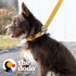 The Dodo All Nylon Yellow Collar and Leash Set, Small, Waterproof Matching Set for Beach Day or Lake Trips