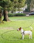 Taglory 15FT 30FT 50FT Dog Tie Out, Long Leash with 2 Swivel Hooks for Large Medium Small Dogs Walking, Black