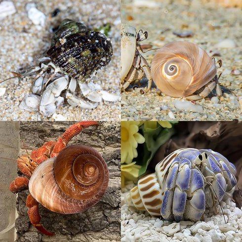 12PCS Hermit Crab Shells, Natural Sea Conch Size 1.6"-3.2", Growth Turbo for Small to Large Crabs, Beach Decor