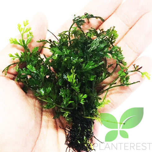 PLANTEREST Bolbitis BUY2GET1FREE Heudelotii Variegated Difformis Clump African Water Fern Live Aquarium Plant