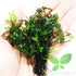 PLANTEREST Bolbitis BUY2GET1FREE Heudelotii Variegated Difformis Clump African Water Fern Live Aquarium Plant