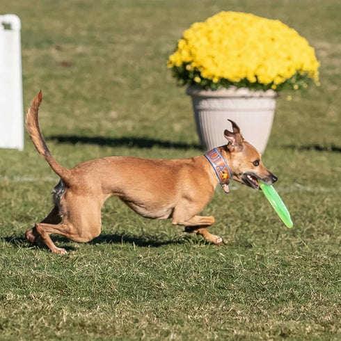 Hyperflite Pup Jawz Dog Flying Disc, 7 Inch, Puncture Resistant, Competition Approved