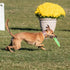 Hyperflite Pup Jawz Dog Flying Disc, 7 Inch, Puncture Resistant, Competition Approved