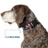 Buckle-Down Plastic Clip Collar - Sugar Skulls Gray/Pink, 1" Wide, Fits 11-17" Neck, Medium