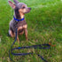 Max and Neo Small Dog Reflective Nylon Leash - We Donate a Leash for Every Purchase, BLUE