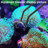 Coral Reef Grabber and Feeder, Aquarium Veggie Feeder and Food Clip, Anti-Rust Kits for Coral Feeding