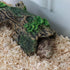 Hermit Crab Climbing Toy - Aquarium Betta Fish Hideout Caves and Tank Decorations