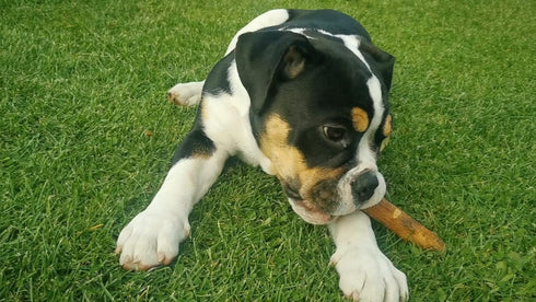 Wildfang Olive Wood Chewing Stick - 100% Natural Dog Toy for Dental Care & Training