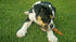 Wildfang Olive Wood Chewing Stick for Dogs, 100% Natural Dental Care Toy (S)