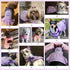 KYEESE Dog Princess Dress, Pink with Bowtie, Pet Dress for Small Dogs